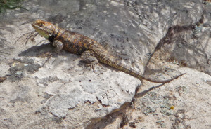 Lizard in the sun Zion National Park