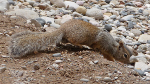 Ground Squirrel Zion National Park