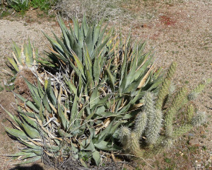 Yuccas and chollas at Box Canyon Anza Borrego State Park CA