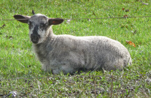 Lamb in Eugene OR