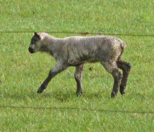 Gamboling Lamb Eugene OR