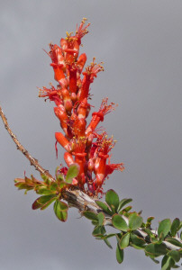 Ocotillo blossom Agua Caliente Regional State Park CA