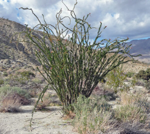 Ocotillo in bloom Agua Caliente Regional State Park CA