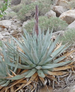 Yucca with purple spike Agua Caliente Regional State Park CA