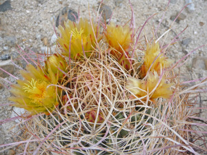 Cactus in bloom at Agua Caliente Regional Park CA