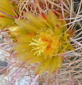 Cactus in bloom at Agua Caliente Regional Park CA