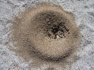 Ant hill on Mountain Palm Spring Trail Anza Borrego State Park CA