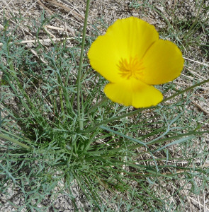 Desert poppy (Eschscholzia parishii) Mountain Palm Springs trail Anza Borrego State Park CA