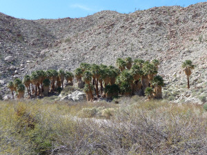 Palm Bowl on Mountain Palm Springs Trail Anza Borrego State Park CA