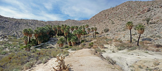 SW Grove on Mountain Palm Springs Trail Anza Borrego State Park CA