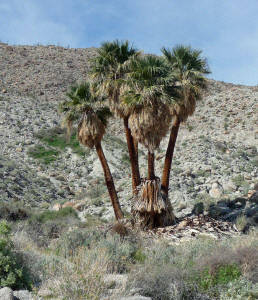 Cluster of palms along Mountain Palm Springs trail Anza Borrego State Park CA