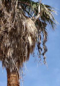 Palm fruits on California Fan Palms Mountain Palm Springs Trail Anza Borrego State Park CA