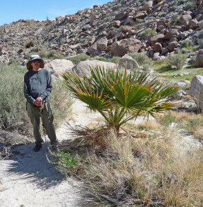 Walter Cooke and small palm Mountain Palm Springs Trail Anza Borrego State Park CA