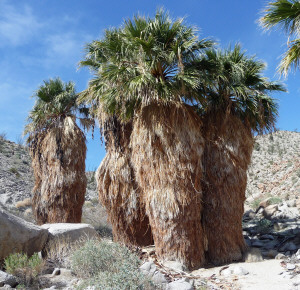 Surprise Canyon Palms Mountain Palm Springs Trail Anza Borrego State Park CA