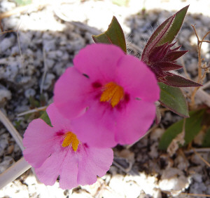 Red monkey flowers (Mimulus rubellus) on Mountain Palm Springs Trail Anza Borrego State Park CA