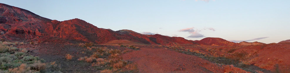 Calico at Sunset