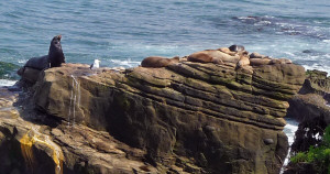 California Sea Lions on the rocks by The Cove La Jolla CA