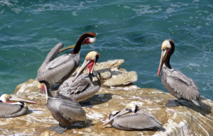 Brown Pelicans on rocks near Children's Pool La Jolla CA