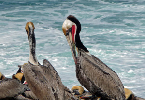 Closeup of Brown Pelican on rocks near Children's Pool La Jolla CA