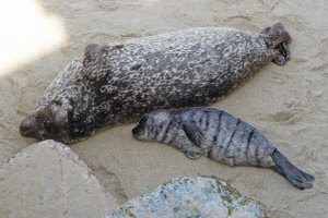 Harbor sea mother and pup La Jolla CA