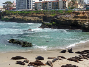 Children's Pool with harbor seals and pelicans La Jolla CA