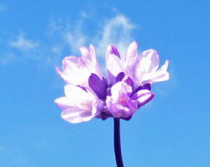 Blue Dicks (Dichelostemma capitatum) at Miramar Lake San Diego CA