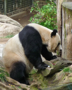 Bai Yun, an adult panda at the San Diego Zoo CA