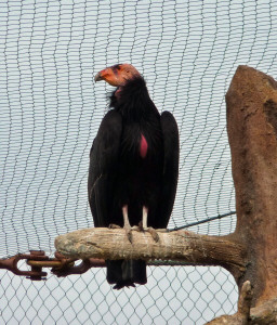 Adolescent California Condor at San Diego Zoo, CA