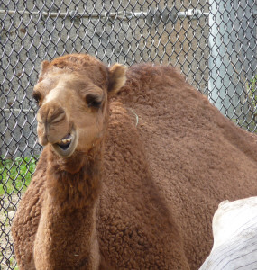 Camel at San Diego Zoo CA