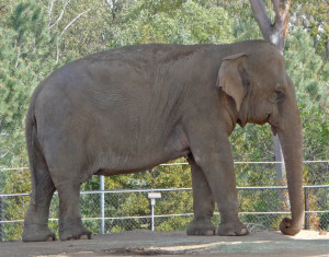 Elephant at the San Diego Zoo CA