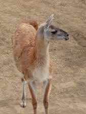 Guanaco at San Diego Zoo CA