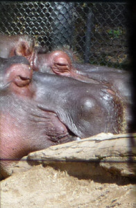 Hippos at San Diego Zoo CA