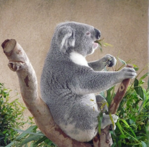 Koala at San Diego Zoo CA
