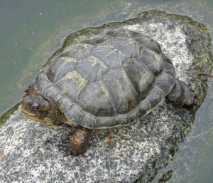 Pacific Pond Turtle at San Diego Zoo, CA