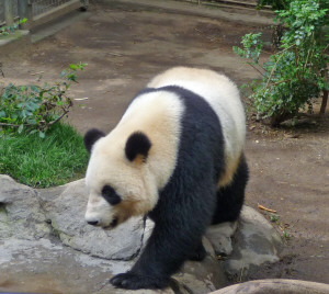 Su Lin an adolescent Panda at San Diego Zoo CA