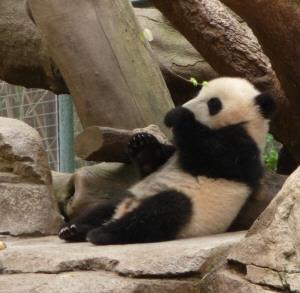 Yun Zi, baby panda at San Diego Zoo, CA
