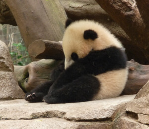 Yun Zi, baby panda at San Diego Zoo, CA