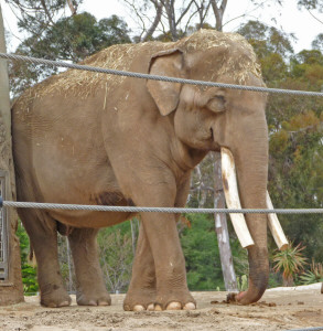 Ranchipur, a male elephant at San Diego Zoo, CA