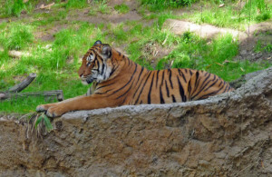 Tiger at San Diego Zoo CA