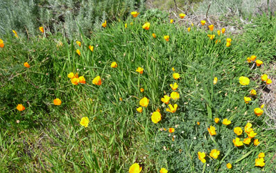 California Poppies (Eschscholzia californica) at Big Sur CA