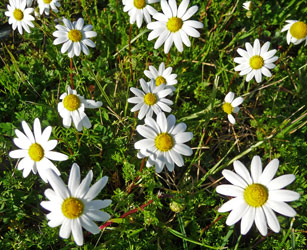 Lawn daisies in Cloverdale CA