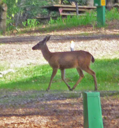 Deer at Cloverdale, CA