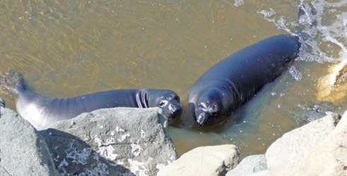 Elephant seal pups playing in water north of San Simeon CA