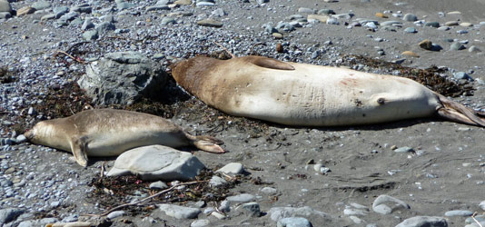 Elephant seal mom and pup north of San Simeon CA