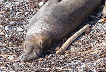 Male Elephant Seal north of San Simeon CA