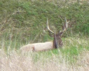 Elk along Umqua River
