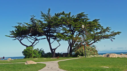 Cypresses at Pacific Grove, CA