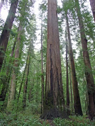 Tall Tree Humboldt State Park CA