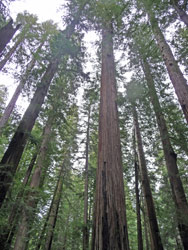 Redwoods in Rockefeller GRove Humboldt State Park CA