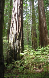 Redwoods at Big Tree trail Humboldt State Park CA